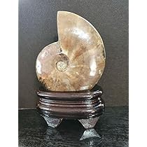 アンモナイト 化石 北海道産 台座付 アモナイト化石 アンモナイト メノウ 化石 台座付き 北海道産